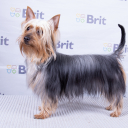 Australian Silky Terrier